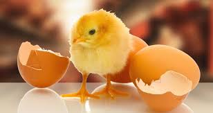 Broiler Chicken